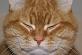 Treviz__Std_Cat.jpg