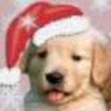 Weron2__Std_Dog.jpg